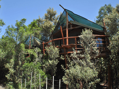 Teniqua Treetops