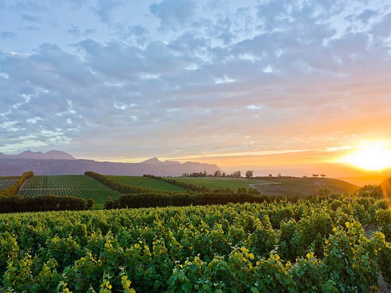 The Cape Winelands