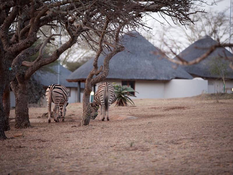 Ubizane Wildlife Reserve